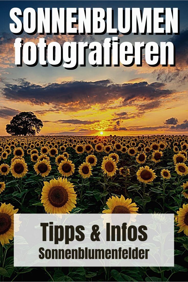 Sonnenblumen fotografieren | Pinterest Pin