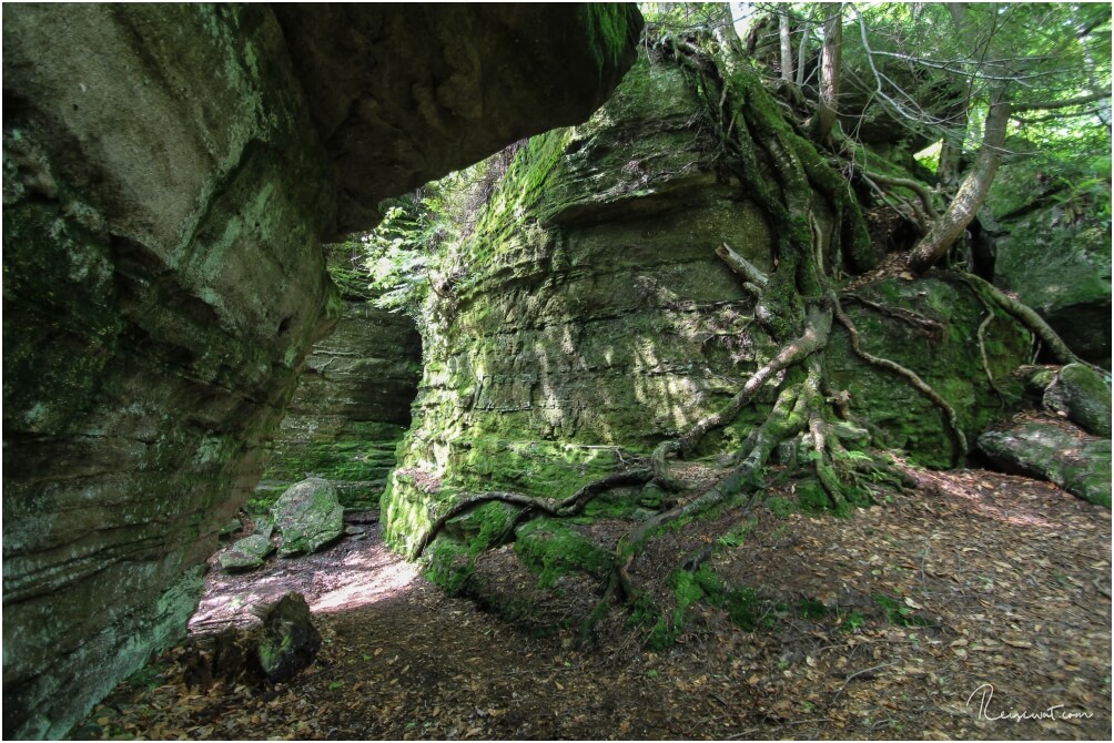 Riesige Wurzeln überwuchern die Felsen im Panama Rocks Scenic Park