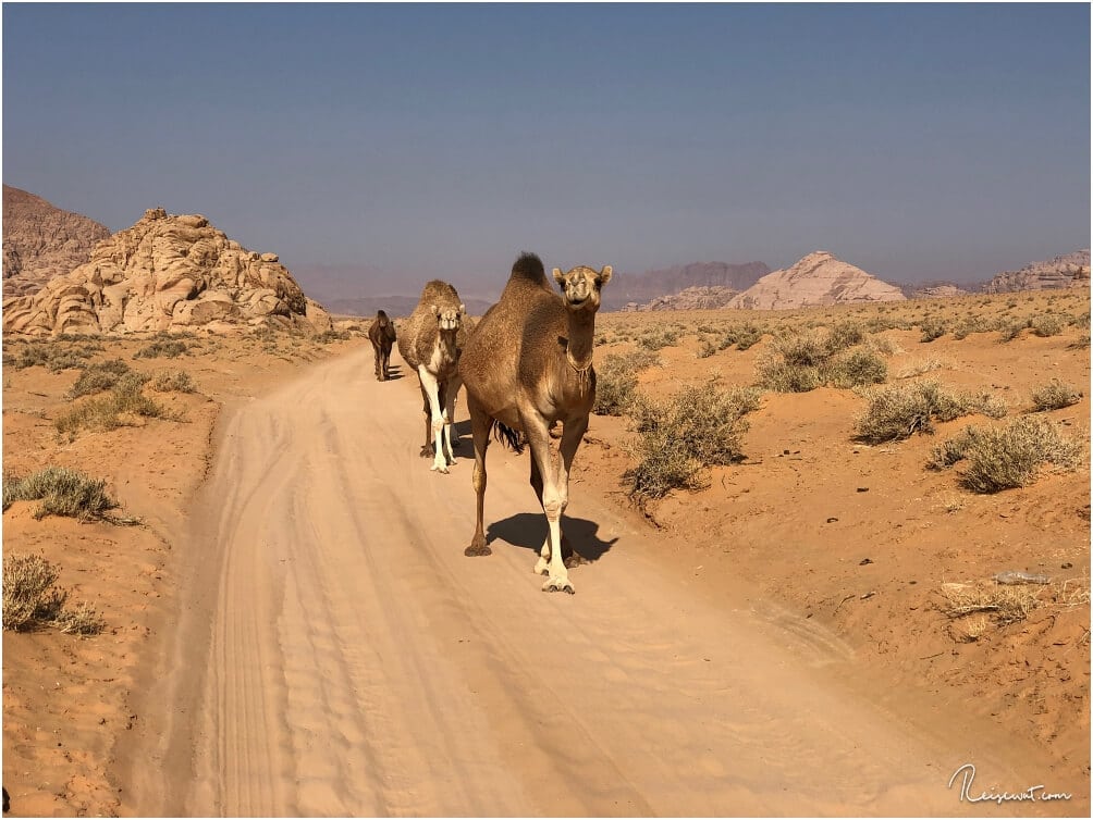 Wilde Kamele gibt es im Wadi Rum angeblich nicht, alle haben irgendeinen Besitzer.