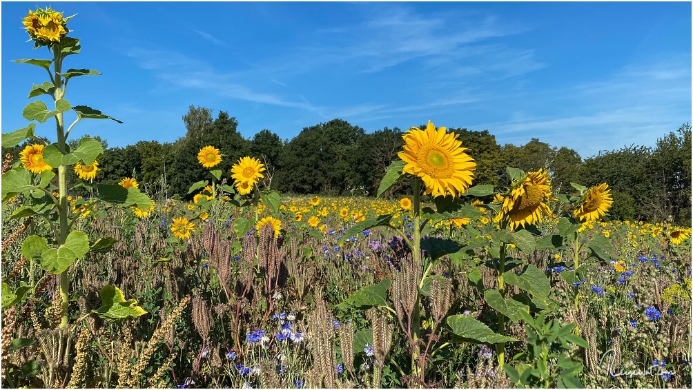 Etwas größeres Sonnenblumenfeld auf dem Weg zur Burg Eltz in Rheinland Pfalz