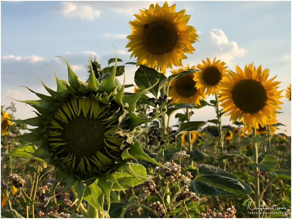 Noch geschlossene und bereits geöffnete Sonnenblumen