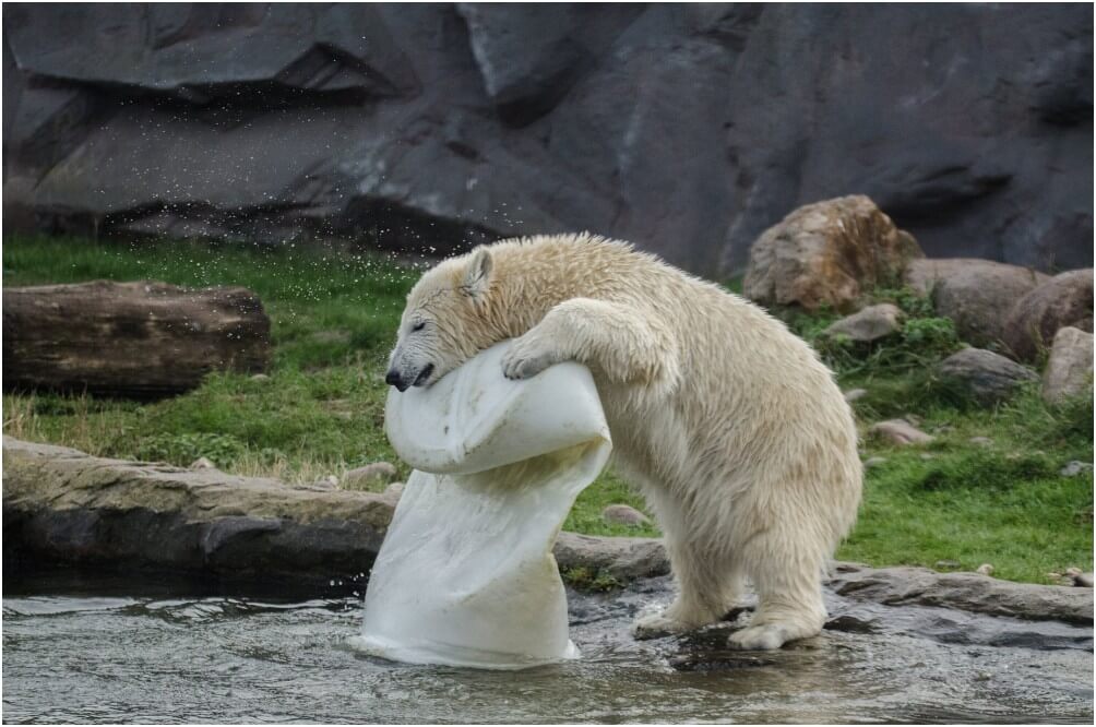 Einer der Eisbären in Action