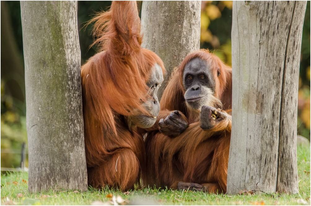 Die Orang-Utans machen ausnahmsweise einmal "Pause"