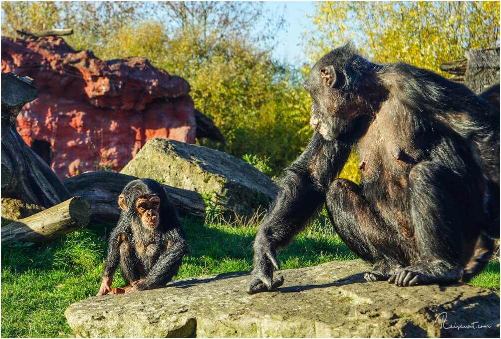 Nachwuchs bei den Schimpansen in der ZOOM Erlebniswelt