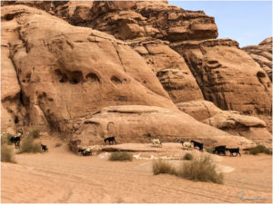 Ziegen im Wadi Rum