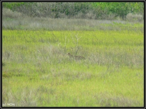 Versteckt in hohen Gras, aber es IST ein Florida-Panther