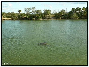 Wilder Delfin im Haulover Canal