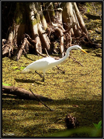 Reiher im Cypress Swamp Boardwalk